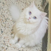 chat-person-bab-ezzouar-alger-algerie