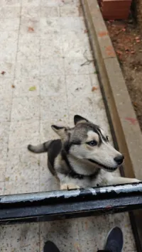 Chien husky sibérien 
