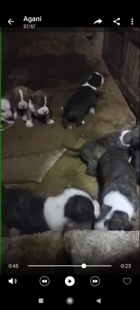 Chiots 