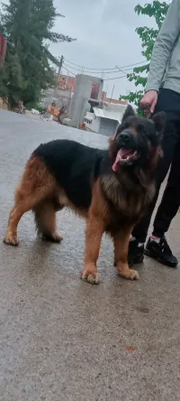 Chien 