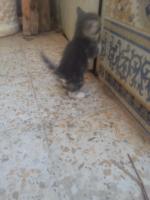 cat-2-petit-chat-saoula-alger-algeria