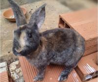 حيوانات-المزرعة-lapin-دالي-ابراهيم-الجزائر