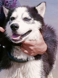 chien-couple-husky-khraissia-alger-algerie