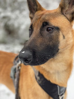 chien-malinois-tizi-ouzou-algerie