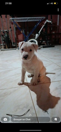 Femelle dogue argentin