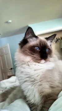 Chat siamon