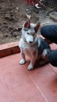 chien-husky-rahmania-alger-algerie