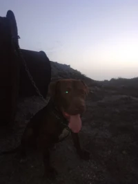 Chien pitbull red nose pure race 