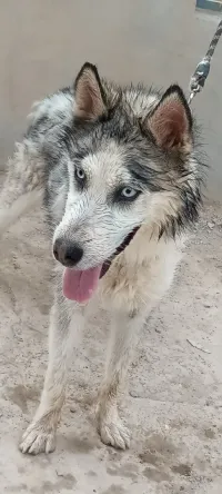 Chien husky sibérien 