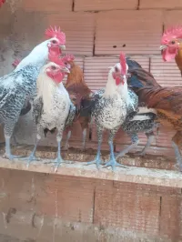 تيارت