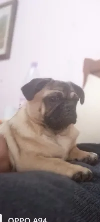 Carlin bulldog français 