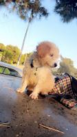 chien-caniche-bichon-cheraga-alger-algerie