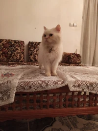 Persan mal