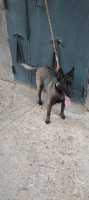 chien-femele-malinois-9mois-mdrisi-mrigla-mostaganem-algerie