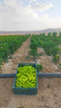 terrain-agricole-vente-tebessa-hammamet-algerie