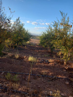 terrain-agricole-vente-mostaganem-touahria-algerie