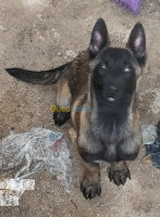 chien-femelle-malinois-akbou-bejaia-algerie