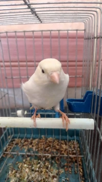 CANARI BLANC CHANTEUR