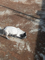 chien-femelle-de-chasse-barack-allemand-tizi-ouzou-algerie