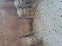 chien-caniches-bichon-pure-race-gue-de-constantine-alger-algerie