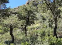Vente Terrain Jijel El milia