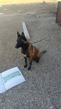 كلاب-femelle-malinois-اليشير-برج-بوعريريج-الجزائر