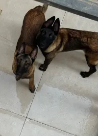 2 chiots Malinois charbonnés , 7 mois , Clairval Chevaley.