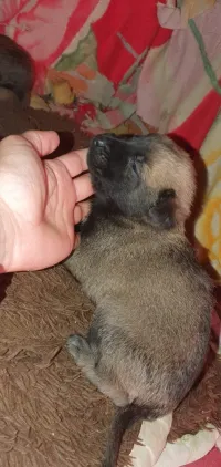 Malinois كلب المالينوا