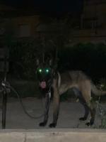 chien-berger-belge-malinois-es-senia-oran-algerie