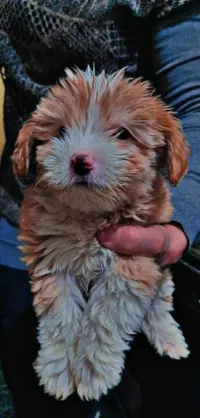 caniche