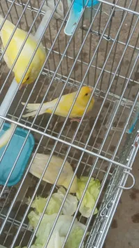 Femelle canari 