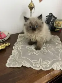 Persant himalayan piki face