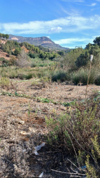 terrain-vente-tipaza-nador-algerie