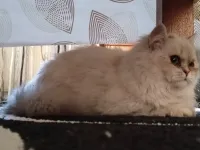 Chat femelle persan