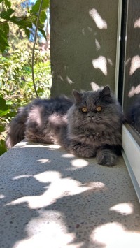 Persan male 6 mois race égyptienne, yeux bronze rare, belle race