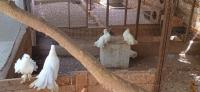 حيوانات-المزرعة-pigeons-paons-indien-blanc-الجزائر-وسط
