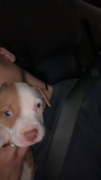 Red nose pitbull