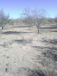 terrain-agricole-vente-djelfa-ain-oussara-algerie