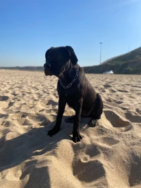 femelle cani corso noire