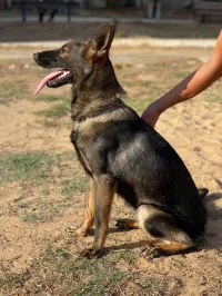femelle berger allemand ligne de travail gris loup 