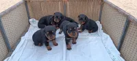 Chiot Rottwiller Serbie 