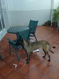 Une chienne Malinois