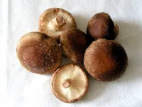 champignons en poudre