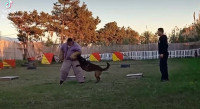 chien-centre-dressage-dar-el-beida-alger-algerie