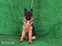 chien-berger-allemand-pedigree-dar-el-beida-alger-algerie