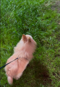 chien-spitz-nain-dar-el-beida-alger-algerie