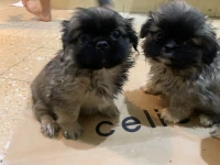 Pekinois 