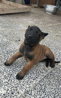 chien-chiot-malinois-baraki-alger-algerie