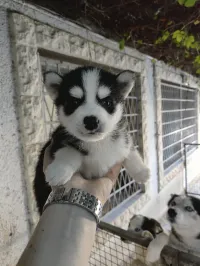 Chiots husky 