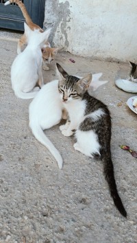 قطط-chats-بومرداس-الجزائر